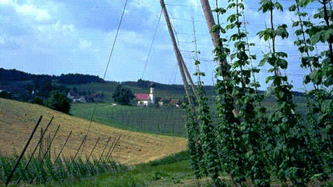 Hopfen-Gerüstlandschaft.
	Quelle: AgroSlide