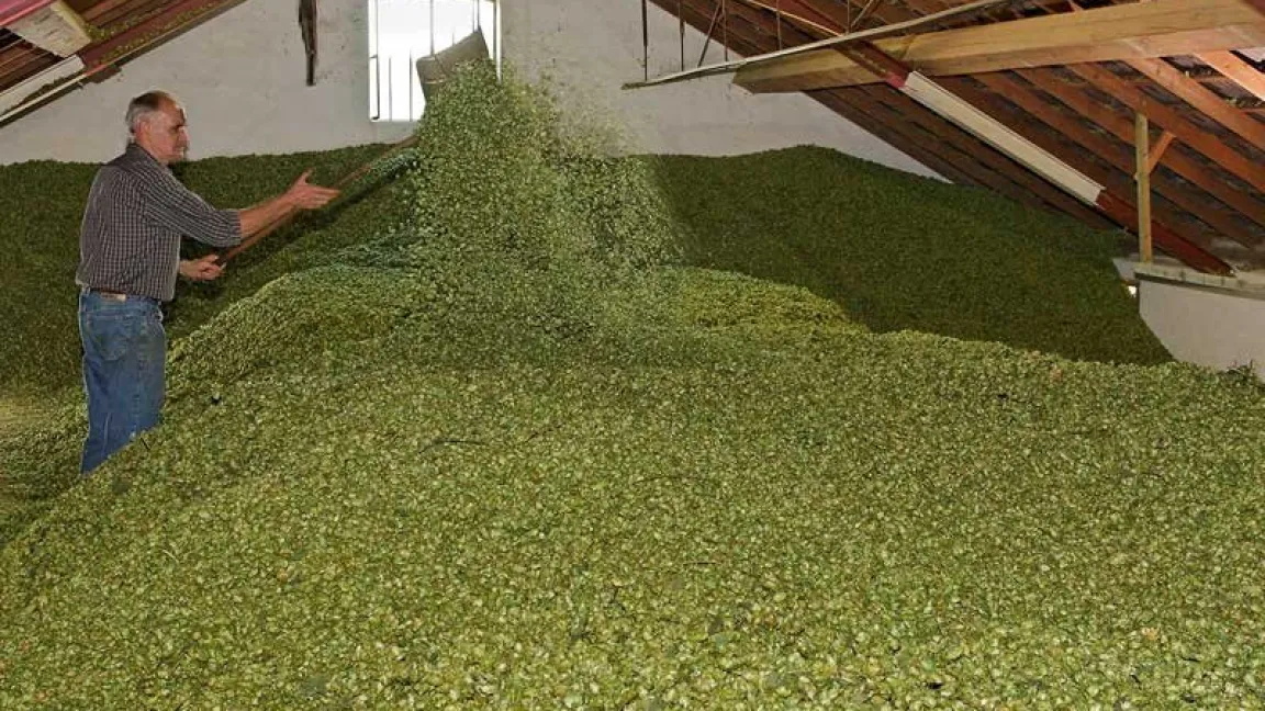 Ein Hektar bringt ca. 28 bis 45 Zentner Rohhofpen. Foto: Thomas Kirchen