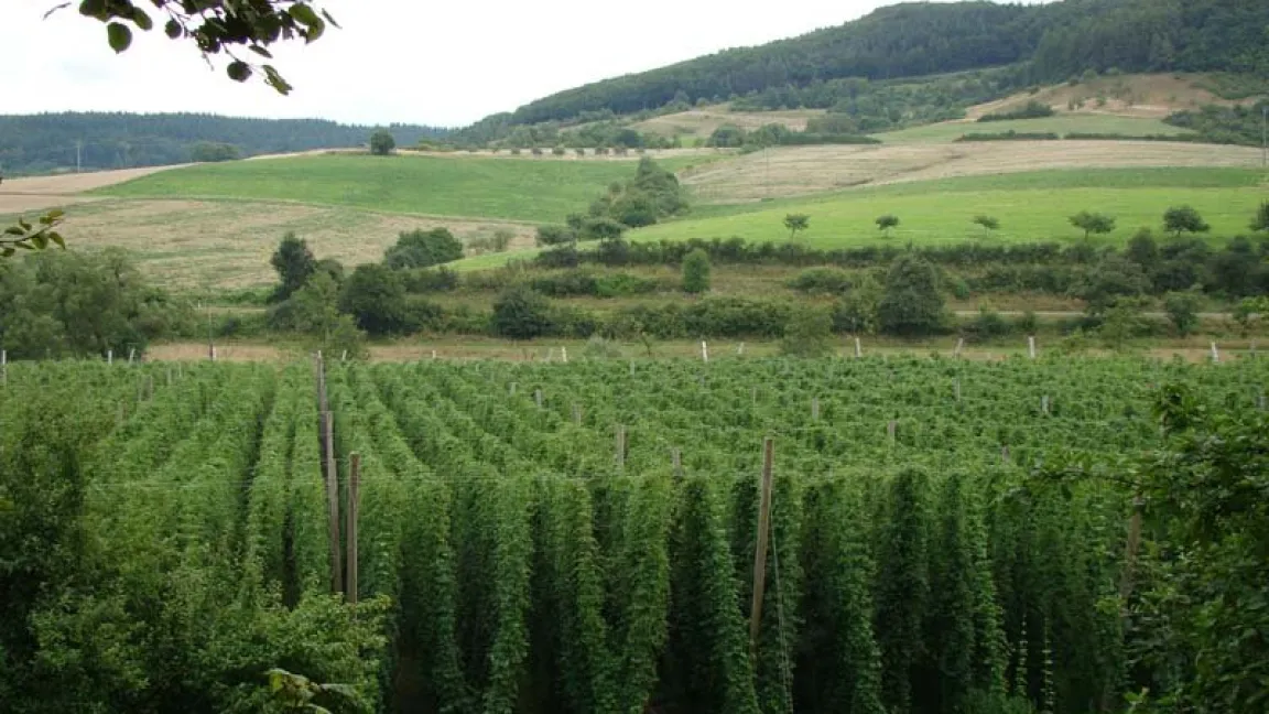 In der "Toskana der Eifel" gedeiht der Hopfen vorzüglich. Foto: Andreas Dick