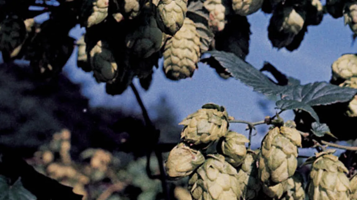 Hopfenpflanze mit gesunden Dolden.
	Quelle: Bayer CropScience