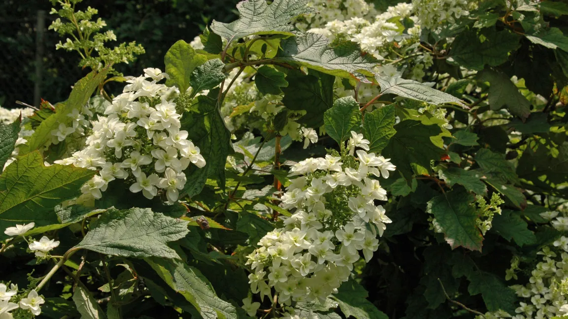 Die Eichblatthortensie mit den typisch eichenähnlichen Blättern, die sich im Herbst rot färben. Foto: naturganznah