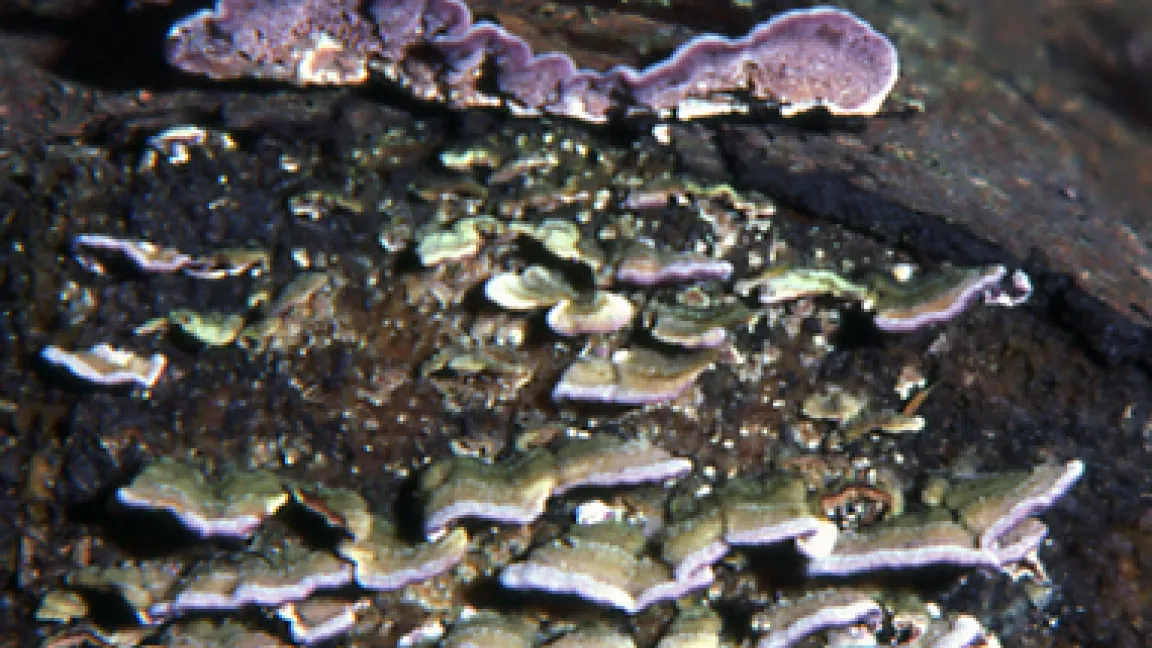 Hübsch violett: Trichaptum abietinum, der Gemeine Violettporling kommt an verschiedenen Nadelgehölzen vor und ist ganzjährig zu beobachten.
Quelle: Lothar Radtke