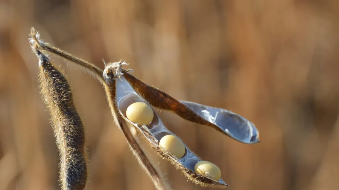 Sojasamen enthalten unter anderem etwa 20 Prozent Öl und 40 Prozent Eiweiß. Foto: Matthias Wiedenau