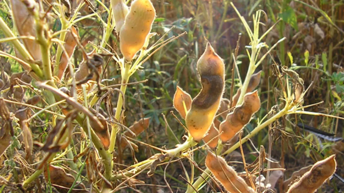 Hülsenbefall mit Antracnose bei blauer Lupine. Quelle: Saatzucht Steinach GmbH Station Bornhof