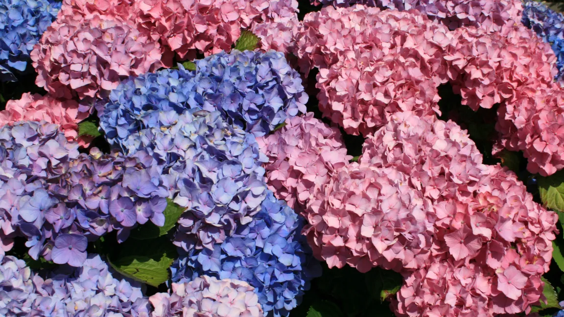 Der pH-Wert beinflusst die Blütenfarbe.
Foto: Baumschule Horstmann