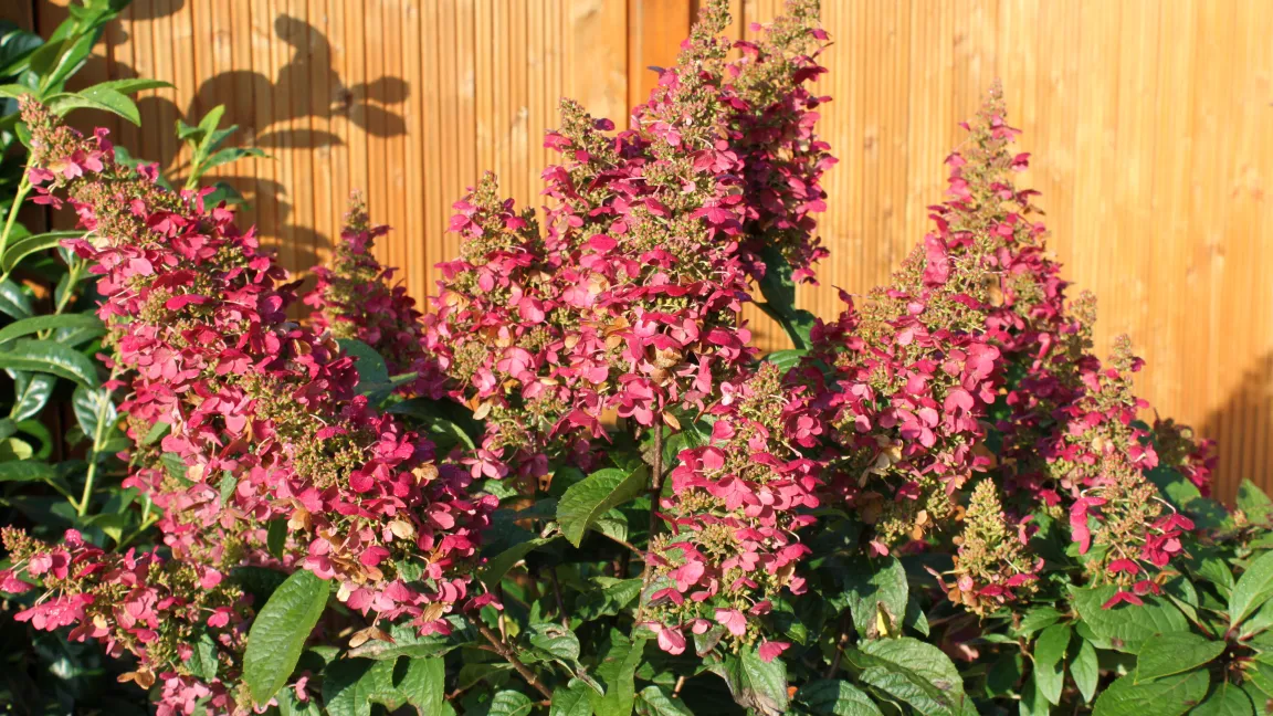 Eine außergewöhnliche Rispenhortensie (Hydrangea paniculat). Foto: Baumschule Horstmann