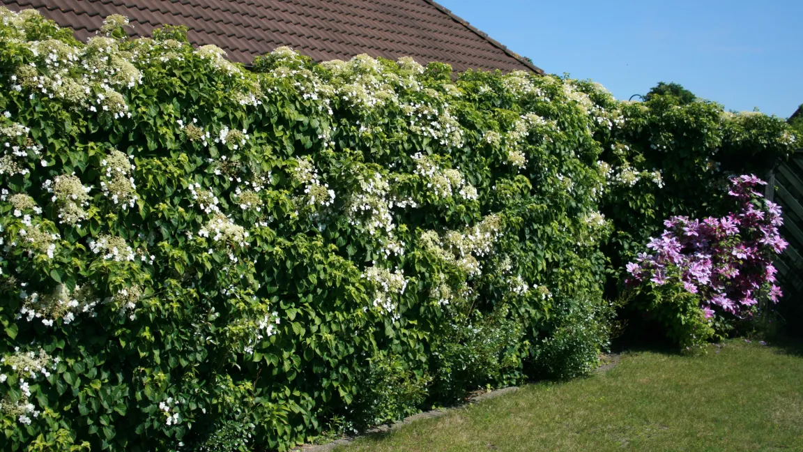 Auch als Hecke sieht die Kletterhortensie gut aus. Foto: Baumschule Horstmann