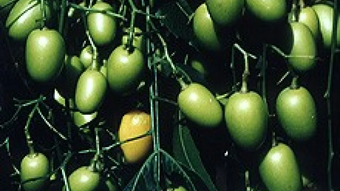 Wenn die Früchte des Neembaums gelb sind, enthalten sie die höchste Konzentration des Pflanzenschutz-Wirkstoffs Azadirachtin.
	Quelle: Gimborn / Schmutter