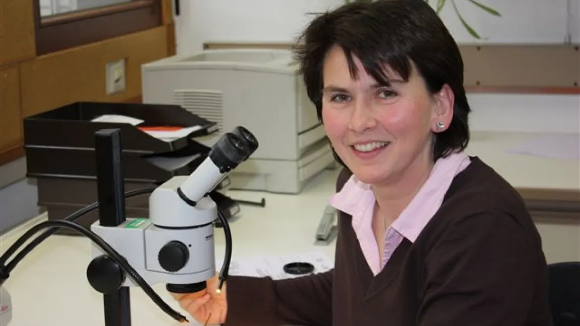 Barbara Stanke, LTA der Entomologie fandet am Mikroskop nach unerwünschten Einwanderern. Foto: Ulrike Hakl, Landwirtschaftskammer NRW