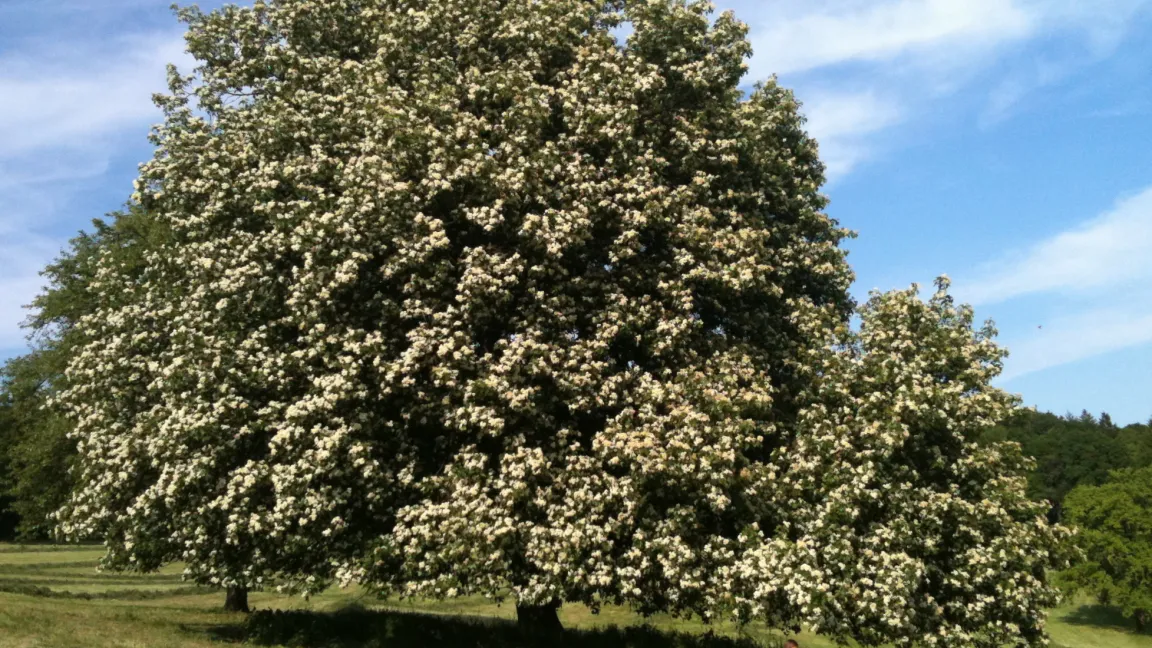 Elsbeeren in voller Blüte. Foto: Christian Wolfsgruber