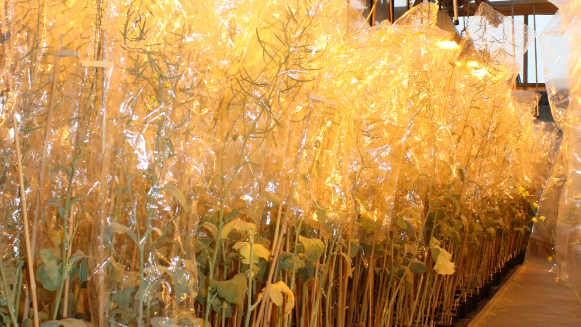 ... bis hin zum Raps. Foto: Angelika Sontheimer