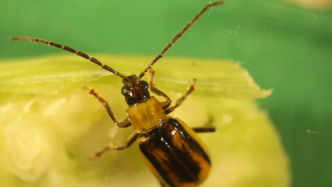 Der Westliche Maiswurzelbohrer im Käferstadium. Foto: Ulrike Hakl, Landwirtschaftskammer NRW