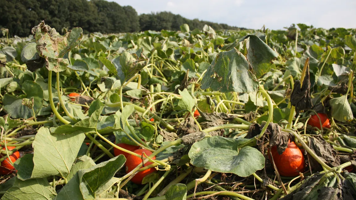 Die Ernte fällt in diesem Jahr nicht allzu üppig aus
Quelle: Wiltrud Wolters