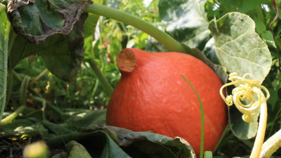 Jetzt ist Kürbiszeit
Foto: Wiltrud Wolters