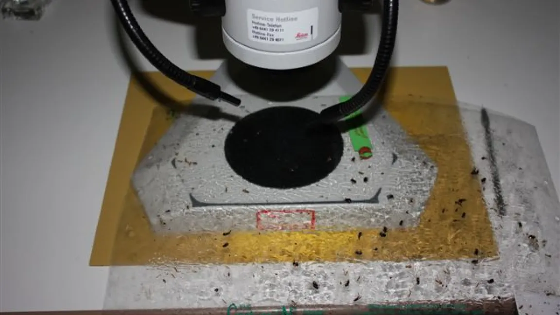 In mühevoller Kleinarbeit werden die Fallen ausgeweret, auf denen sich viele verschiedene Insekten niedergelassen haben. Foto: Ulrike Hakl, Landwirtschaftskammer NRW