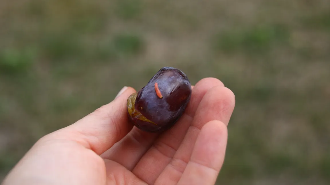 Die Pflaumenwicklermade, die durch ihre Bohrlöcher für Monilia verantwortlich ist. Foto: Angelika Sontheimer
