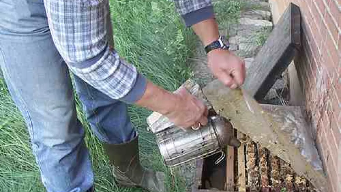 Imker Frank Schmutzler nutzt den Smoker, um Bienen friedlich zu stimmen und am offenen Stock arbeiten zu können.
	Quelle: Matthias Wiedenau