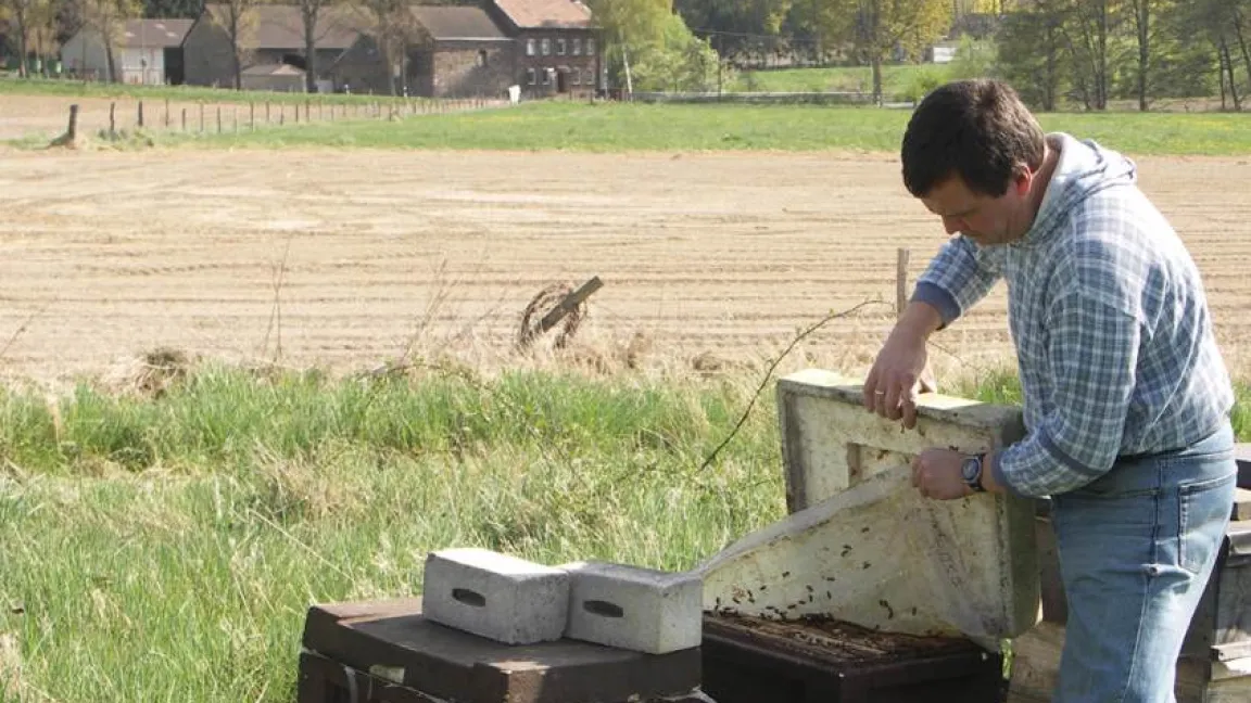 Wenn sich Imker konsequent um die Gesundheit ihrer Bienen kümmern, sinkt das Verlustrisiko. Foto: Matthias Wiedenau