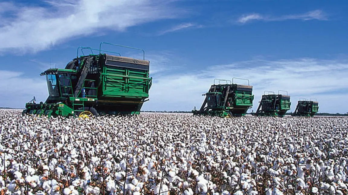 In Australien erfolgt die Ernte mit Baumwollpflückmaschinen.
Quelle: Bayer CropScience