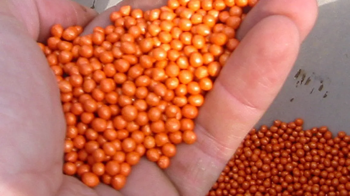 In den Rüben-„Pillen“ gibt es kaum Reservestoffe für den Keimling.
Quelle: Wiedenau