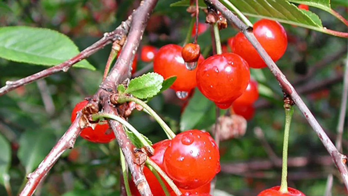 In der Dresdener Genbank wird die erstmals 1890 erwähnte Werdersche Glaskirsche bewahrt.
Quelle: Julius Kühn-Institut