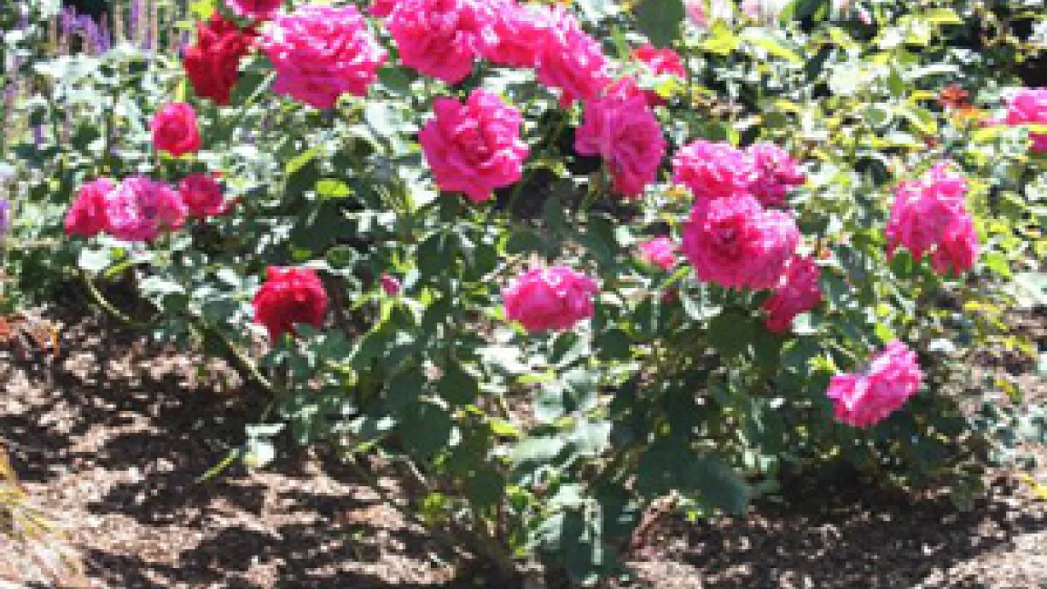 In einem aufgeräumten Beet gedeihen Rosen am besten.
Quelle: Wiltrud Wolters