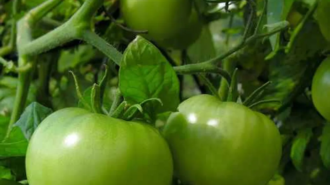 In grünen Tomaten, verwendet für Marmelade, können bis zu 32 g des giftigen Solanin gemessen werden. Mit Schälen kann es um 10 Prozent verringert werden, in vollreifen Früchten ist es nicht mehr vorhanden.
Quelle: Naturganznah