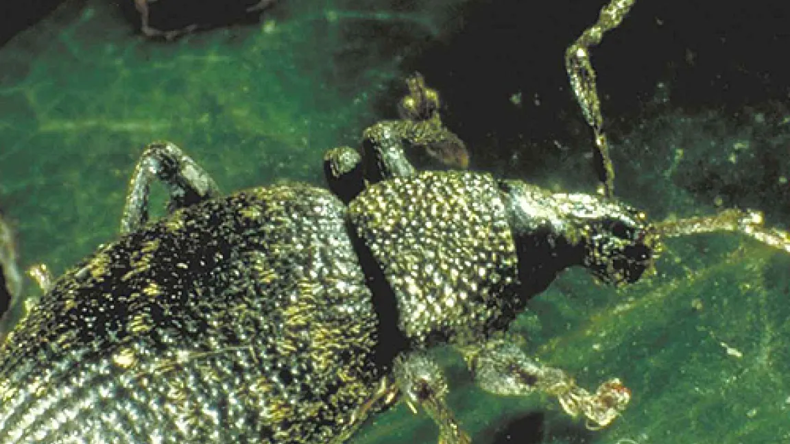 In unseren Breitengraden fühlen sich nur weibliche Käfer des Dickmaulrüsslers wohl.
Quelle: Pflanzenschutzamt Berlin