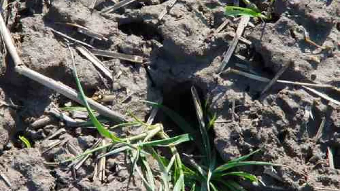 Ins Mauseloch geholte Pflanzenteile.
	Quelle: Dr. Dirk Wolber, LWK Hannover.