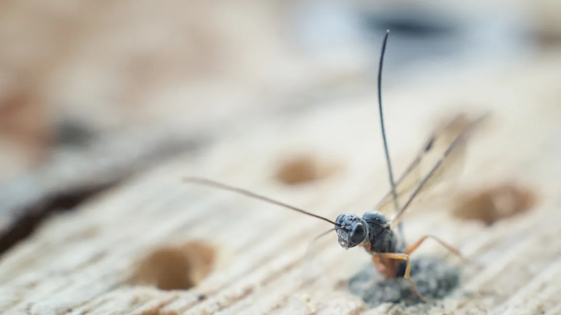 Ebenso wie Insektenhotels. Foto: istock