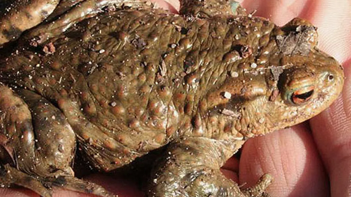 Das bioversum ist immer auf der Suche nach einem Modus, wie der Artenschutz und die Anforderungen der Gesellschaft miteinander kombiniert werden können.
Quelle: bioversum