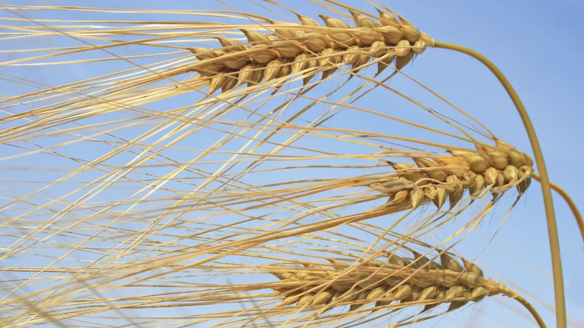Gerstenähren erkennt auch der Laie leicht an den langen Grannen. Foto: Friederike Krick