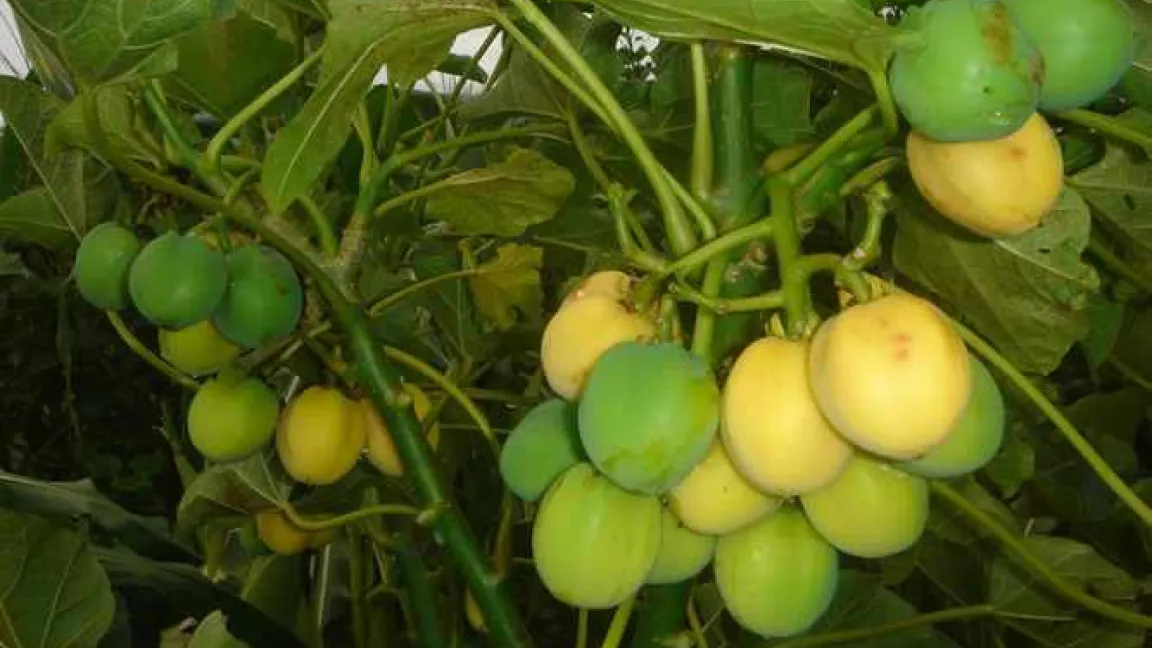 Jatropha-Früchte
Quelle: Kutznik