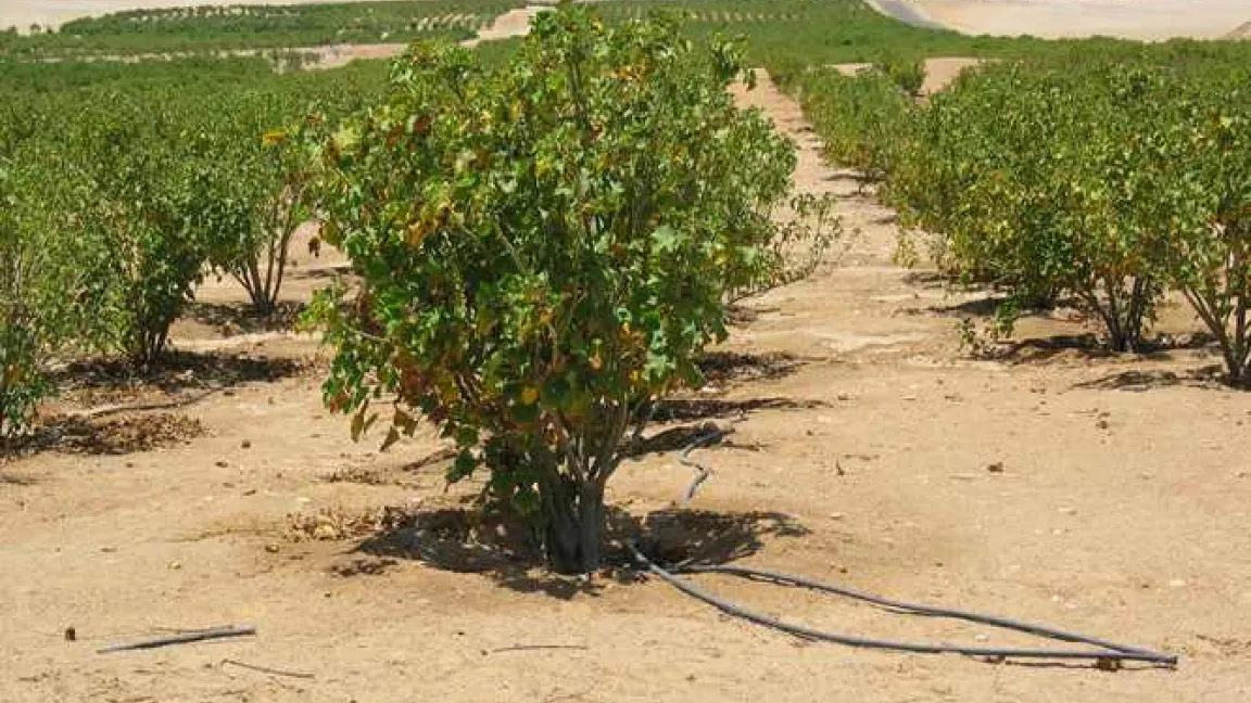 Jatropha Plantage in der ägyptischen Wüste, bewässert mit Abwasser aus der Stadt Luxor
Quelle: Prof. Becker, Universität Hohenheim