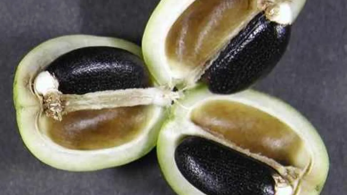 Jatropha Samen
Quelle: Prof. Becker, Universität Hohenheim