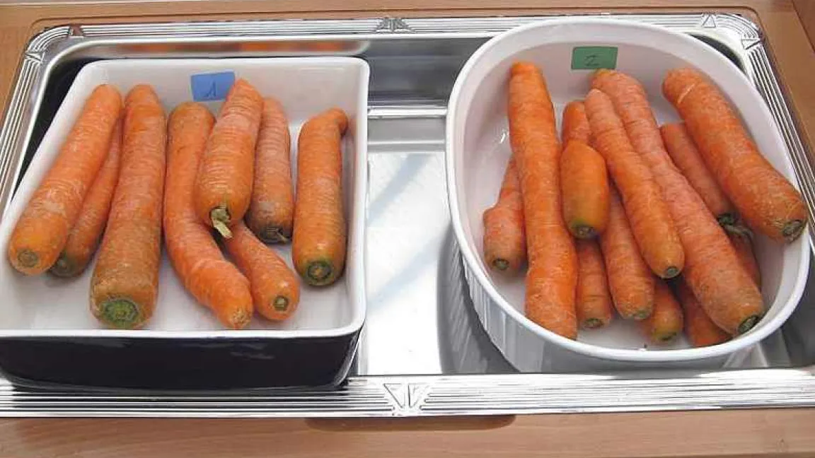 Jeweils Bio- und IP-Möhren im Vergleich
Quelle: Josef Schlaghecken