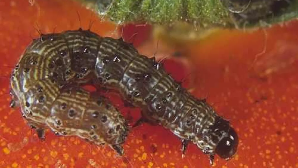 Junge Helicoverpa armigera-Raupe auf einer Tomate.
Quelle: Klaus Schrameyer, Heilbronn