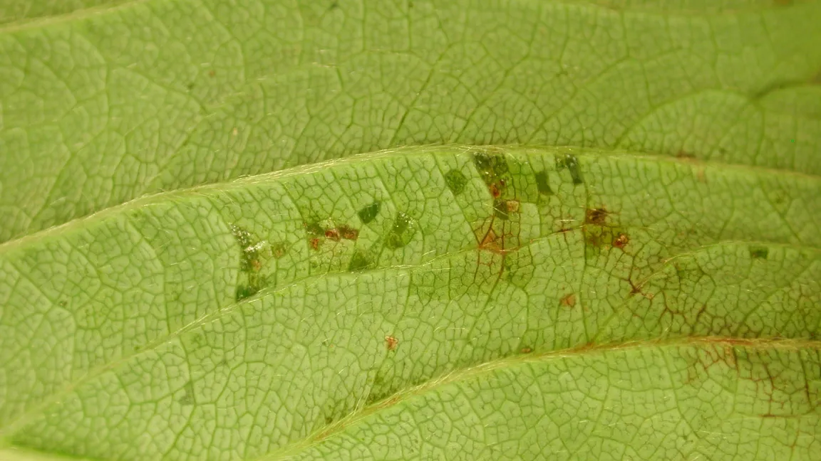 Dunkelgrüne fettige Flecken im Auflicht. Foto: Esther Moltmann, LTZ Augustenberg