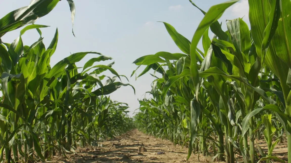 Mais profitiert besonders während der Jugendentwicklung von einer Unterfußdüngung. Foto: Matthias Wiedenau