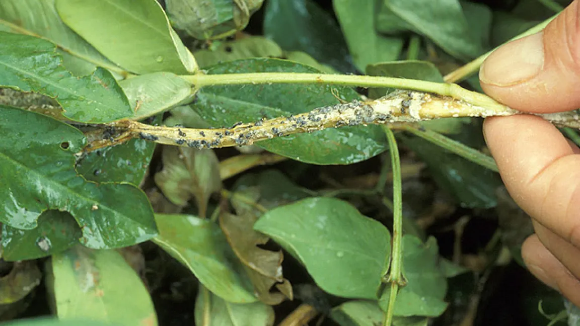 Pilzbefall (Sclerotinia) an einem Erdnussstängel. Foto: USDA