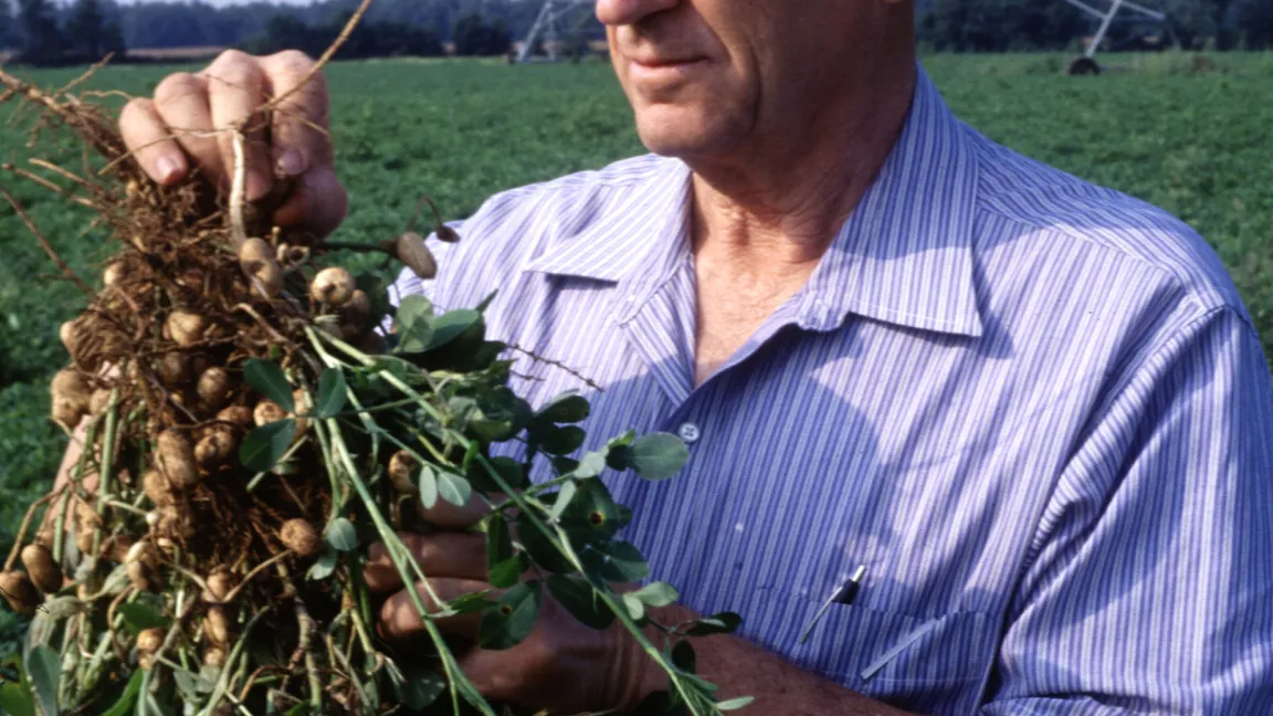 James Davidson untersucht eine Erdnusspflanze. Foto: USDA