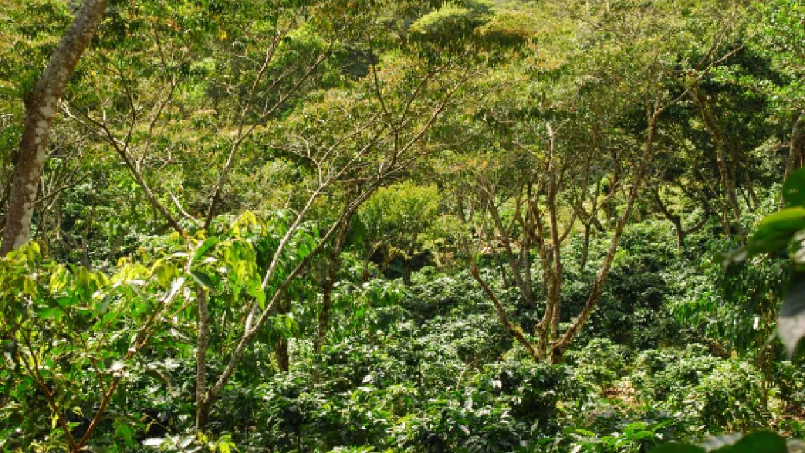 In Nicaragua, wie auch in El Salvador sind rund 40 Prozent der Kaffeepflanzen vom Rostpilz befallen. Foto: istockphoto