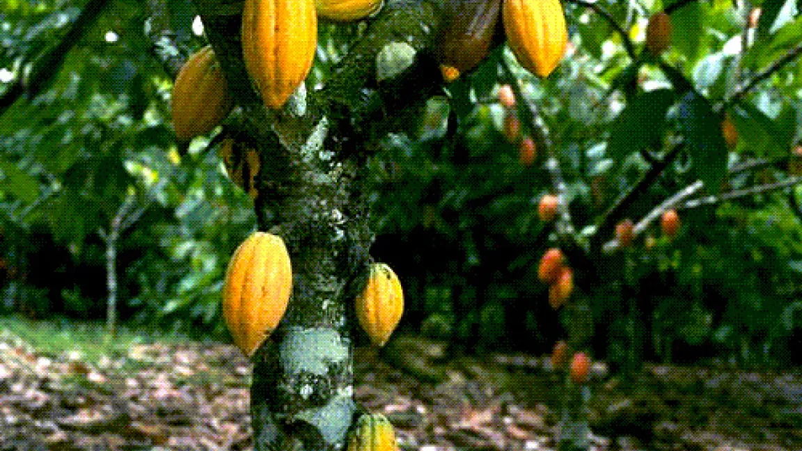 Kakao-Früchte am Stamm des Baums.
Quelle: BASF AgroSlide