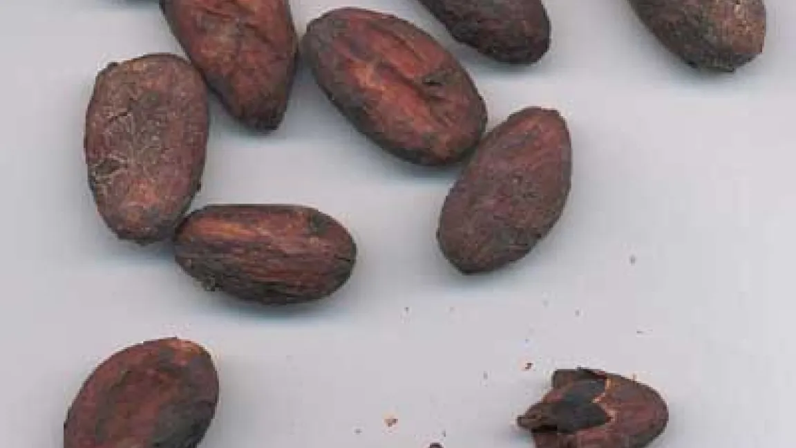Kakaobohnen getrocknet und geröstet.
	Quelle: Uni Düsseldorf
