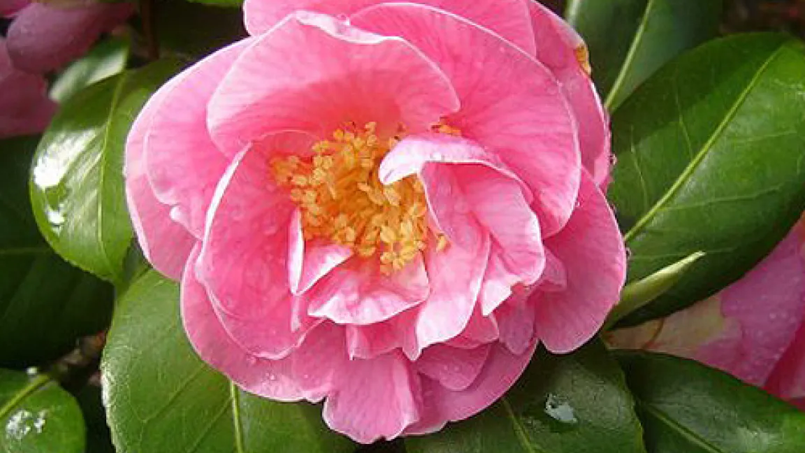 Kamelien lieben helle und kühle Standorte mit hoher Luftfeuchtigkeit.
Quelle: Pflanzenschutzamt Berlin