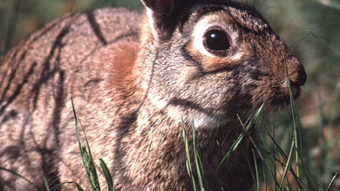 Kaninchen.
	Quelle: Winsmann / Wild & Hund