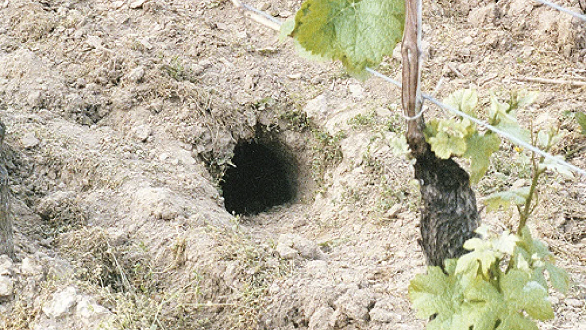Kaninchenbau zwischen Rebstöcken
Quelle: Peter Conrad, Sobernheim.