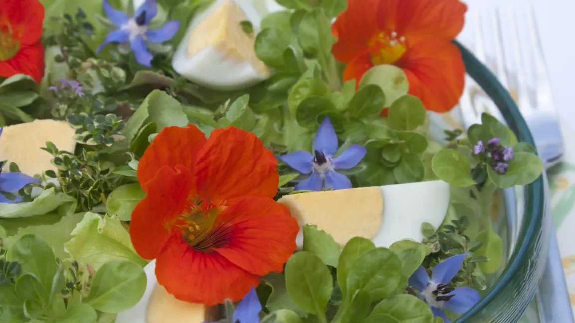 Dekorativ und schmackhaft zugleich sind die Blüten der Kapuzinerkresse. Foto: istock