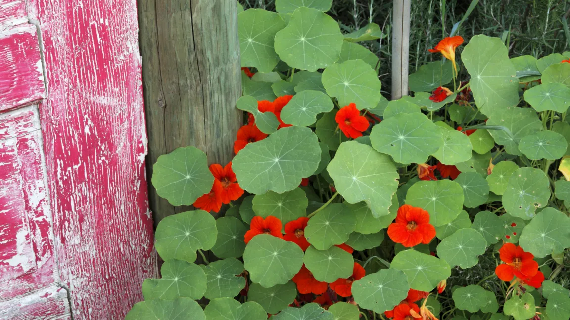 Eine beliebte Pflanze für Garten und Balkon. Foto: istock