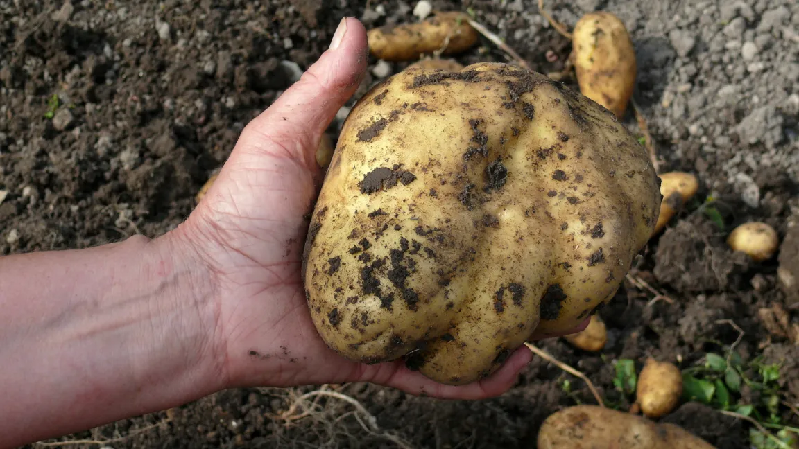 Foto: Die Kartoffeln des Jahres 2011 waren außergewöhnlich groß. Foto: Fotolia